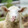 Sheep bahhh bahhh