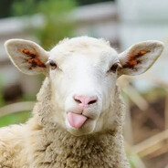Sheep bahhh bahhh