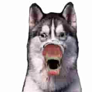 really fluffing scary dog
