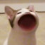 catgumyum