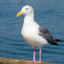 Front post seagull