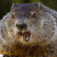 Punxsutawney Phil