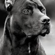 ︻Пит бульデ  ー