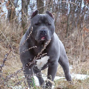 Hycel JHX5 - steam id 76561198782696130