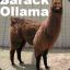 Barack_Ollama