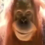MONKE MORDER - steam id 76561198971794532