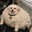 Gruby_Pro