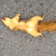 小学生放假了么