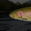 Feraltrout