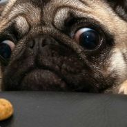 Busha. ORIGIN?L .last on