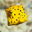 Boxfish