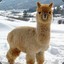 Fluffy Alpaca