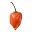 Real Habanero