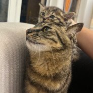 嘤嘤怪与哈基米