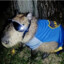 Carpincho de Boca