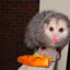 pocket possum