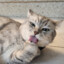 cat6969696969
