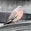 Depressed Pigeon