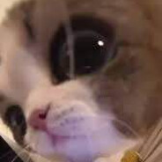 Sowalio avatar