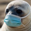 Depressed Seal