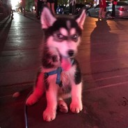 哈士奇的小奶爸