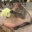Turt