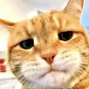 只想摆烂的憨憨