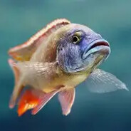 FISH avatar