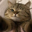 Gato