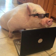 𝔻𝕠𝕄𝕔𝕚𝟜𝕜