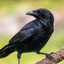 Crow