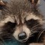 Rocket Raccoon