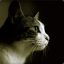 meow:3