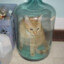 cat in jug