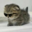 круглыйквадратик's avatar