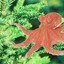 TreeOctopus