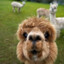 AlpacaWaxing461