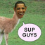 Obama Llama