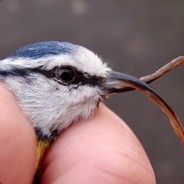 Big Lying Tit