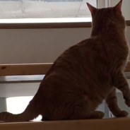 дядя вышка хуй мортышка