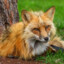 Squeaky Fox