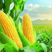 PHCORN123