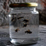 A Jar of Pissed Off Bees