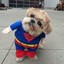 SuperDog