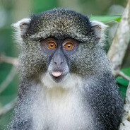 Monkey - steam id 76561198118811142