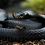 BlackMamba