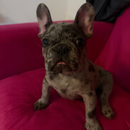 luchov's avatar