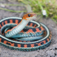 BrazilianSnake