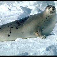 Arctic Seal