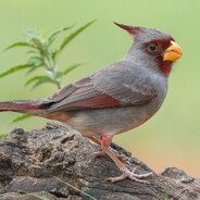 Pyrrhuloxia